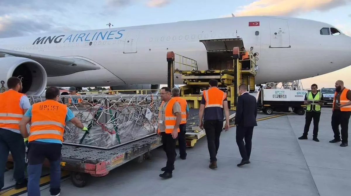 Peste 4.000 de oi au fost transportate din România în Algeria cu avioane cargo. Operațiune fără precedent